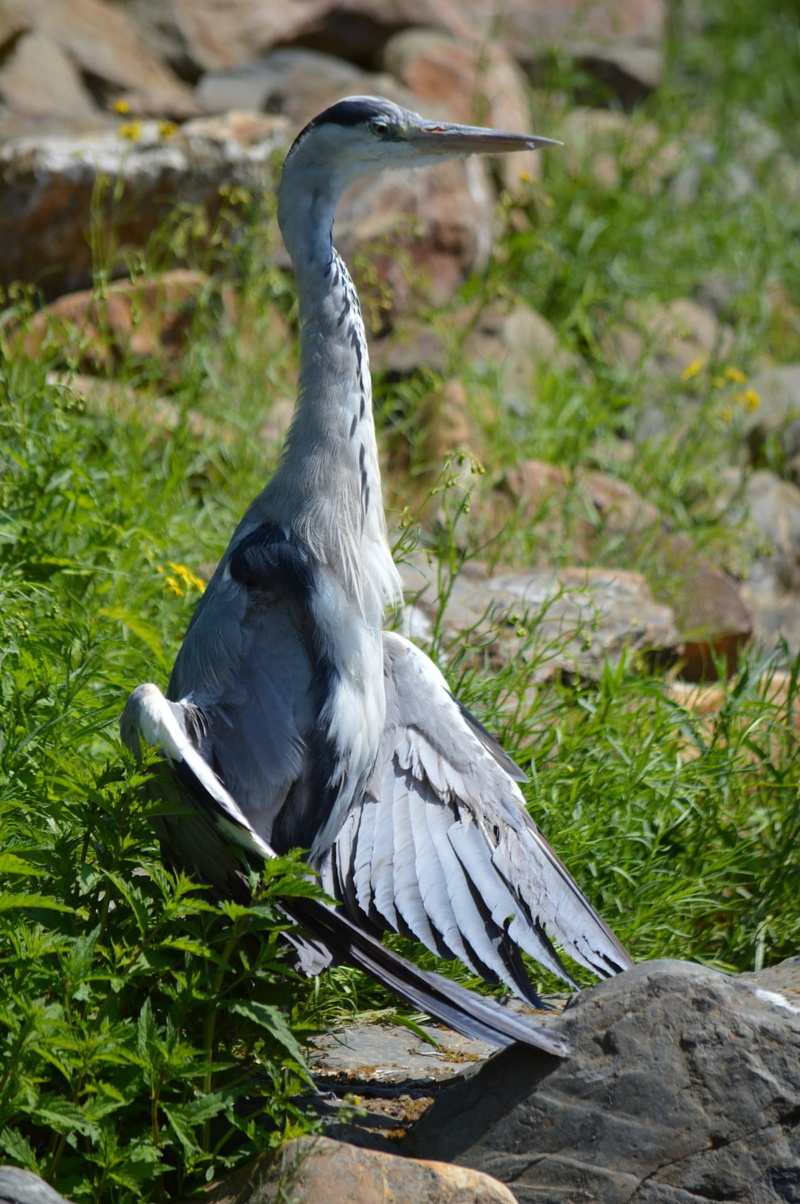 water, animal themes, animal, outdoors, set, bird, day, 1080P, series, animals in the wild, vertebrate, heron, no people, solid, focus on foreground, land