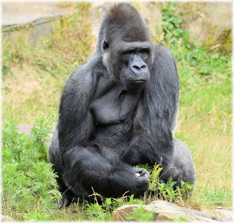 artis, grass, one animal, vertebrate, sitting, black color, animal, series, apenheul, outdoors, portrait, animals in the wild, ape, holland, nature, day