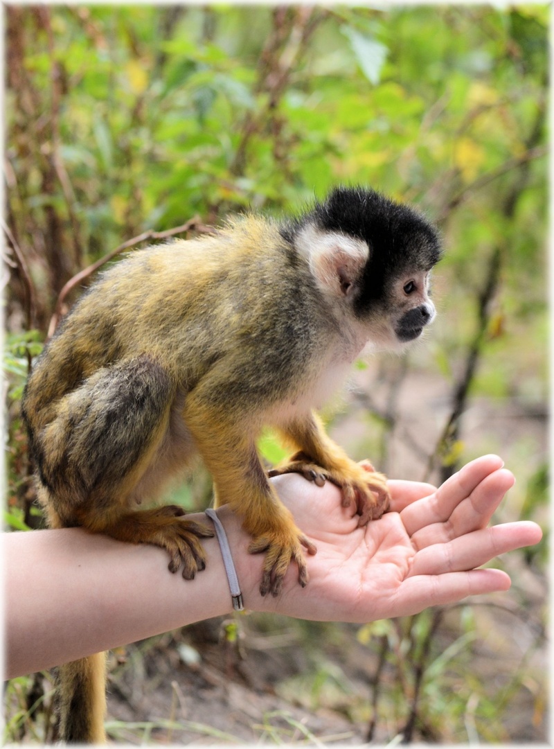 mammal, primate, squirrel monkeys, outdoors, holland, people, animals, one animal, animal wildlife, animals in the wild, animal, monkey, artis, close-up