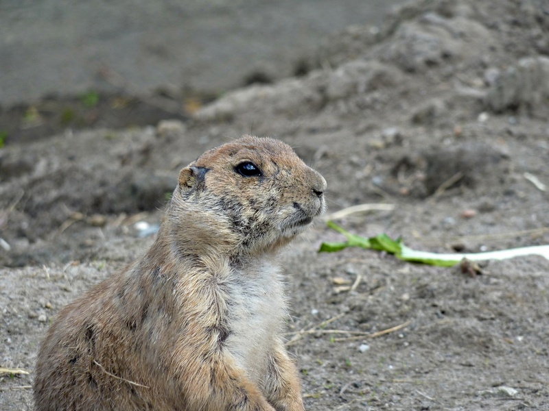 vertebrate, field, nature, animal themes, land, mammal, animals in the wild, rodent, one animal, outdoors, looking, animals, focus on foreground, artis