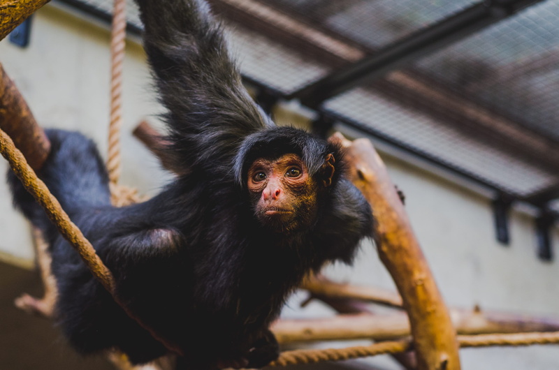 monkey, travel, artis, focus on foreground, animal family, animal, animal themes, low angle view, zoo, wildlife, chimp, plantage doklaan, amsterdam, climbing