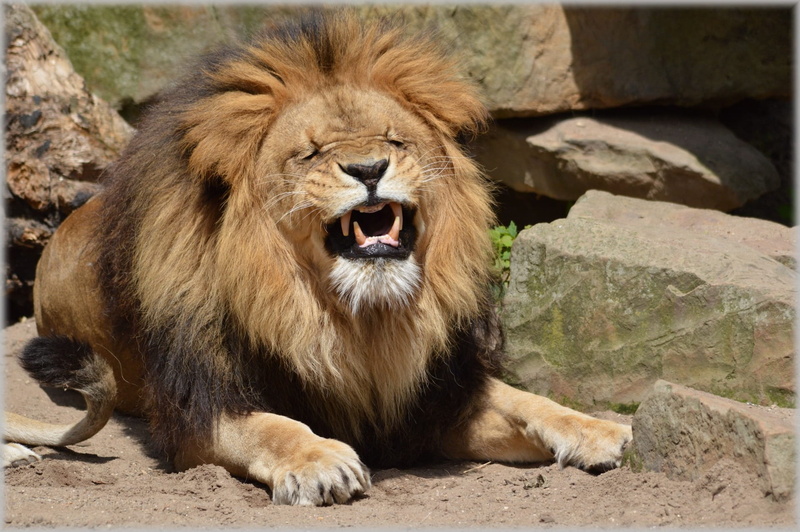 solid, no people, vertebrate, animal themes, lion - feline, roaring, animals, mammal, holland, mouth open, one animal, zoo, front view, rock - object, predator
