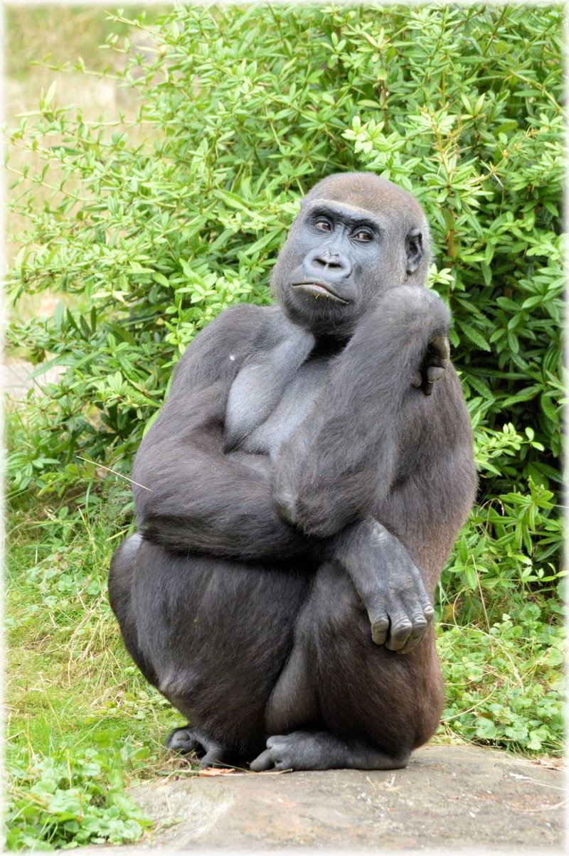 grass, outdoors, one animal, silverback Gorilla, daytime, africa, vertebrate, central Africa, primate, Zoo, mammal, safari Animals, Monkey, 1080P, uganda