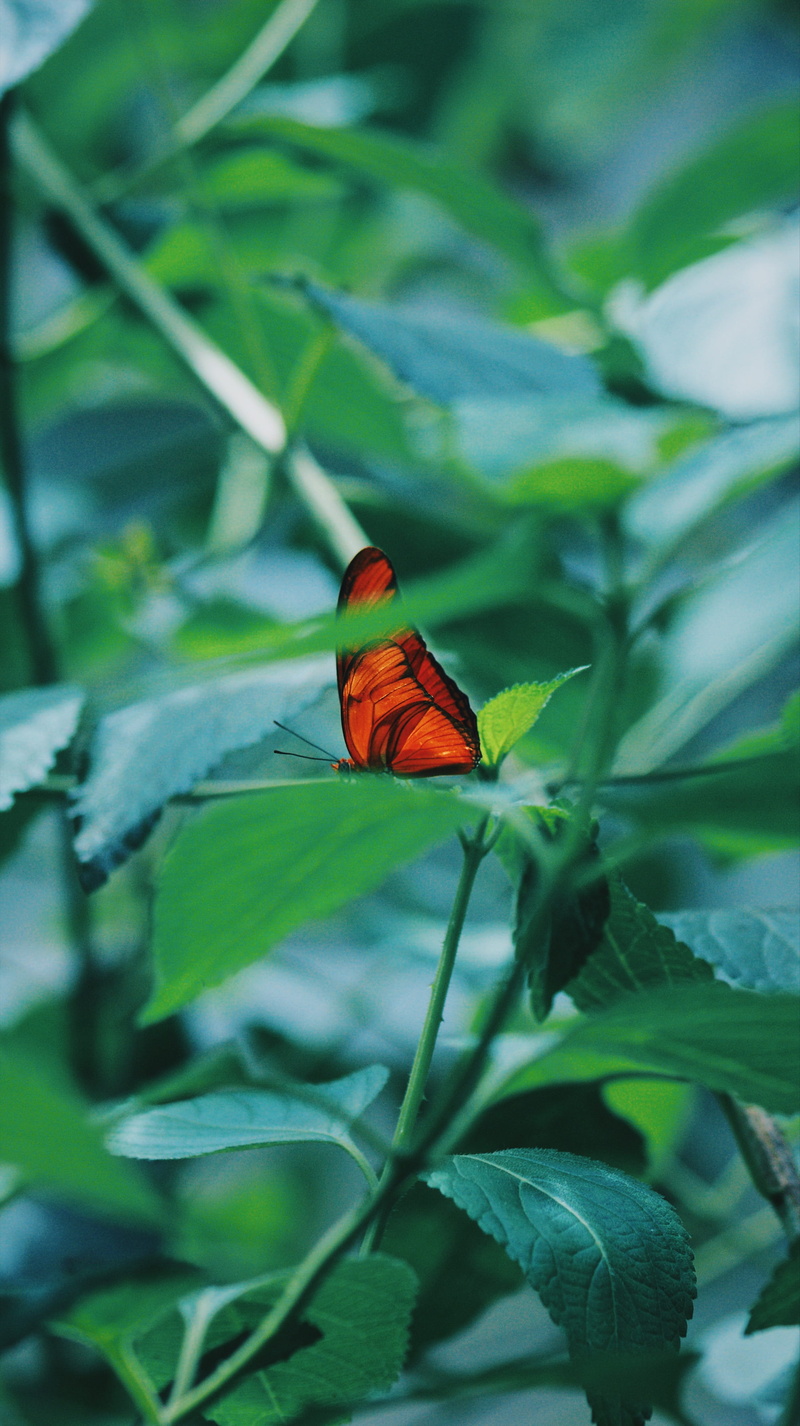 plant, animal wildlife, day, veins, plant part, insect, animal wing, 4K, butterfly - insect, focus on foreground, one animal, netherlands, amsterdam, vegetation