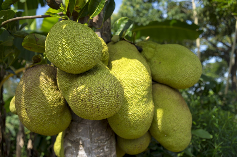 ripe, 4K, flora, plant, hanging, food, jackfruit, abundance, green color, jack, exotic, wellbeing, agriculture, growth, healthy eating, freshness, outdoors