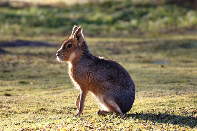 hare, focus on foreground, animals in the wild, daytime, vertebrate, animal themes, sweet, nature, enclosure, animal wildlife, no people, gray, outdoors