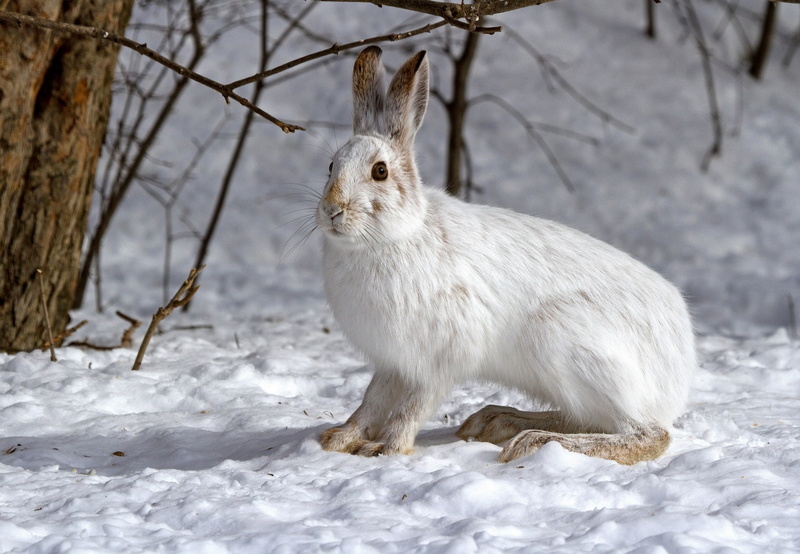 hare, 1080P, snow, winter