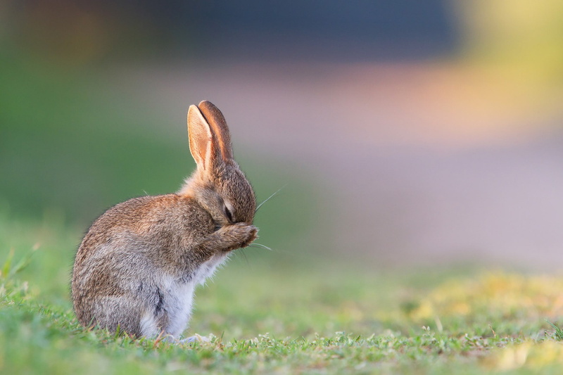 1080P, summer, grass, hare, morning