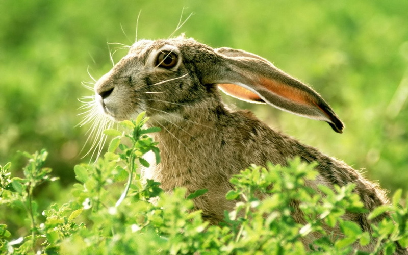 meadow, mammal, fluffy, animal head, rabbit, eating, outdoors, animal body part, young Animal, color Image, looking, whisker, fur, face, light, vertebrate