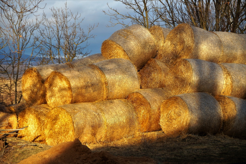 farm, sun, day, packages, land, enlightened, no people, tree, grass, sky, rolled up, rural scene, plant, agriculture, outdoors, stacked, farmhouse, field