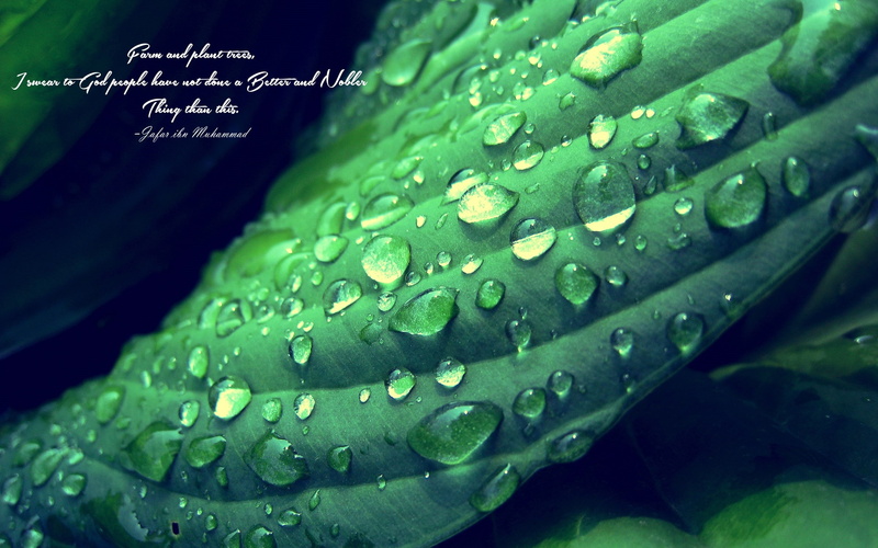 leaves, quote, 2K, Water Drops, Depth Of Field, Islam, Green, Jafar Ibn Muhammad, Imam