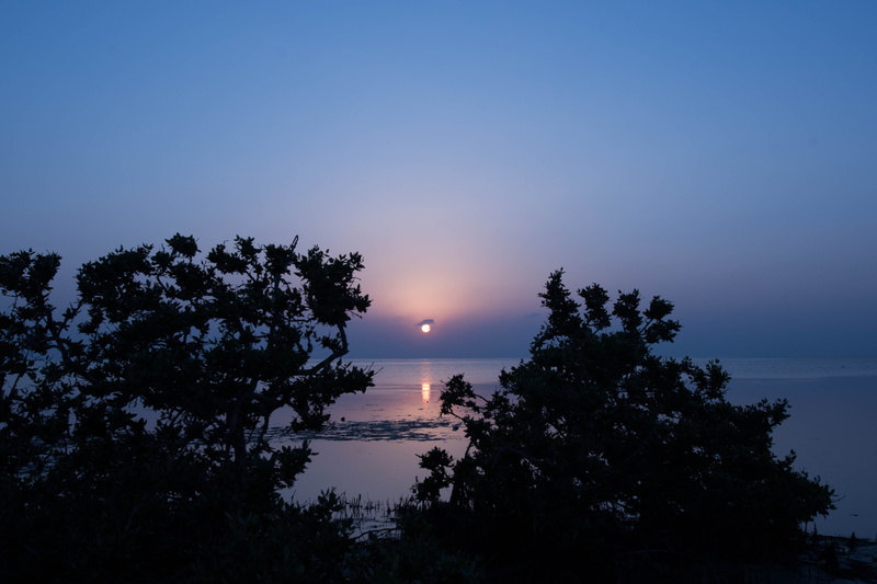 tree, idyllic, horizon over water, sky, silhouette, Southern, Sunset, dusk, blue, 4K, sea, scenics, tranquility, sun, tranquil scene, landscape, Saudi Arabia
