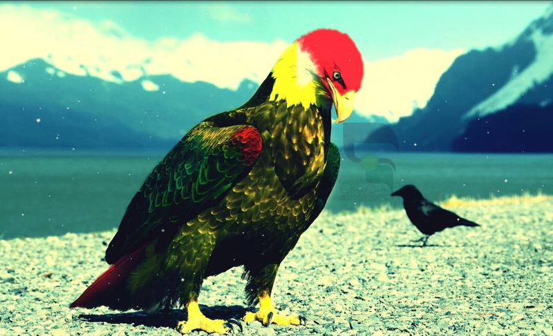 bird, water, animal, painting, two animals, black, focus on foreground, outdoors, vertebrate, perching, 720P, nature, day, Kurds, no people, red, fish