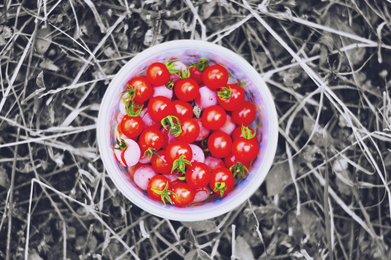 plant, food, food and drink, yuriria, vegetable, outdoors, 5K, red, healthy eating, day, guanajuato, mexico, directly above, tomato, close-up, high angle view