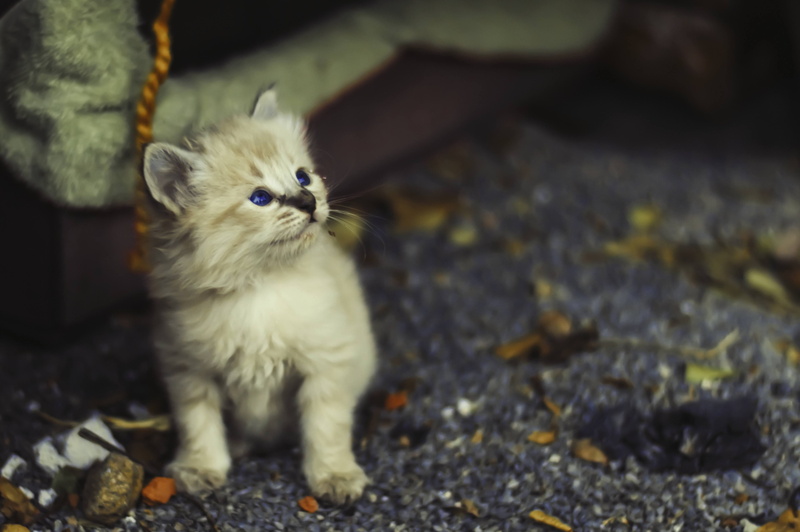 animal eye, no people, kitten, mammal, domestic, 4K, one animal, mexico, sitting, domestic cat, persian cat, whisker, pets, young animal, looking at camera