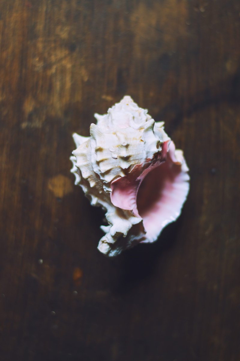 table, mexico, flowering plant, vulnerability, fragility, growth, directly above, ocean, selective focus, wood - material, close-up, 5K, plant, white color