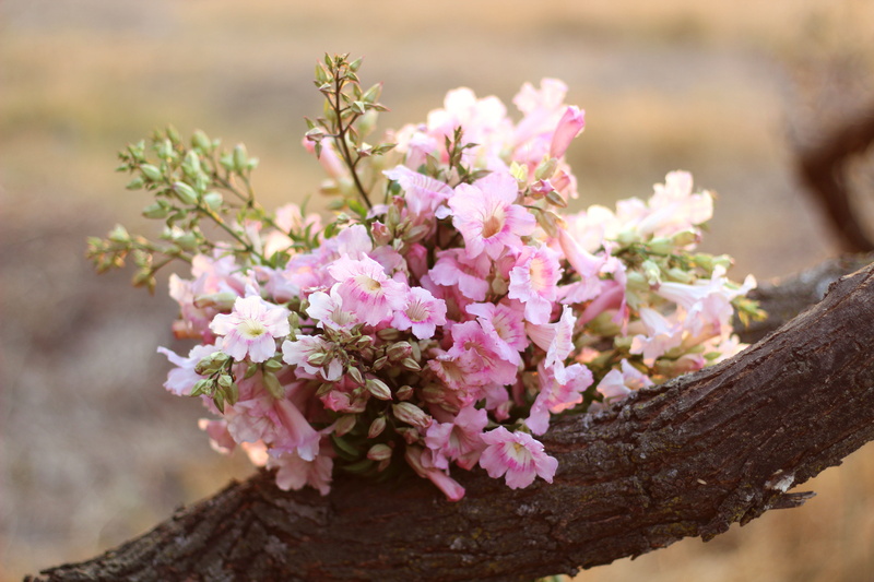 close-up, beauty in nature, springtime, flower head, nature, focus on foreground, 5K, freshness, cherry tree, outdoors, plant, flower, tree, fragility