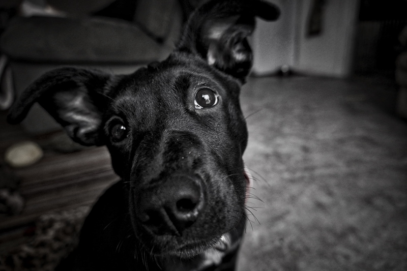 linkin, puppy, black and white, linkin len, indoors, mammal, one animal, dog, animal eye, whisker, bandw, looking at camera, animal body part, domestic animals