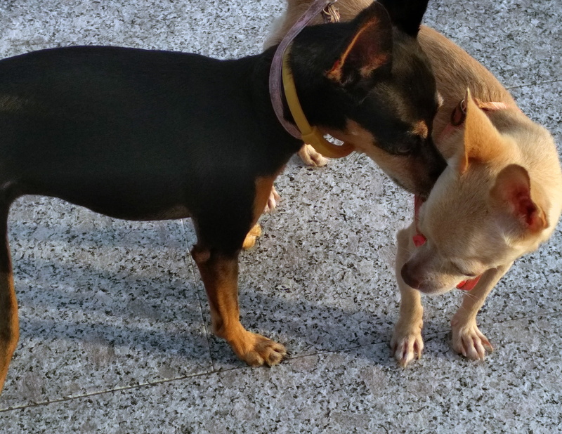 domestic animals, outdoors, mammal, dog, no people, chihuahuas dogs, boca del río, two animals, dogs, chihuahua, animal, vertebrate, land, 2K, friends