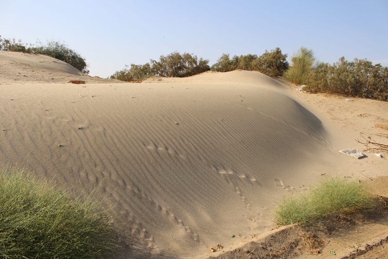 sunlight, non-urban scene, plant, nature, climate, sand dune, no people, desert, grass, 5K, beauty in nature, sky, tree, arid climate, tranquil scene