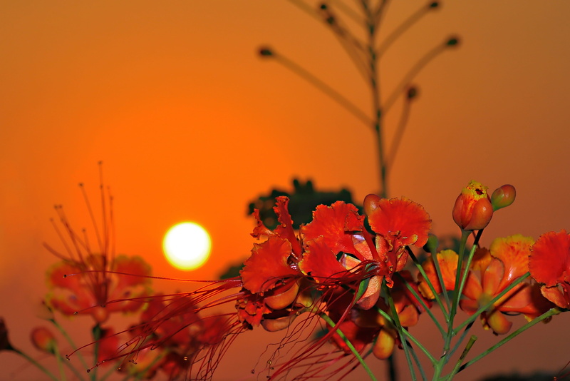 jeddah, ocean, freshness, orange color, corniche, coast, flowering plant, sunlight, nature, flower head, george paris, no people, saudi arabia, close-up