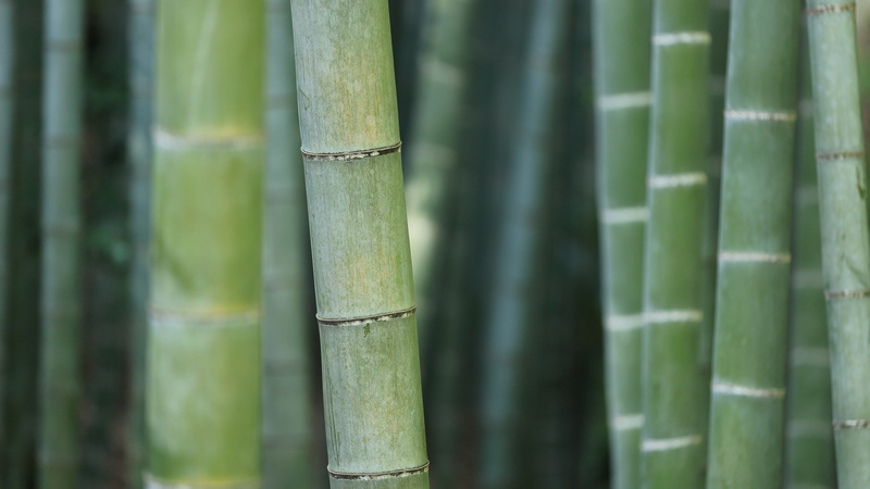 macro, 4K, green, trees, bamboo, nature