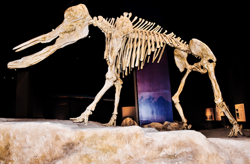 sculpture, no people, king abdulaziz historical, black background, rock, animal representation, art, museum, indoors, art and craft, the past, saudia, extinct