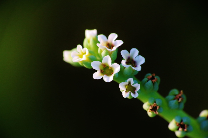 night, studio shot, blossom, white, vulnerability, botany, khobar, Summer, no people, flower head, small flowers, purple, saudia, close-up, inflorescence
