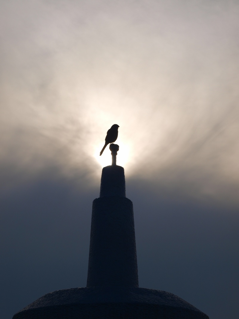 low angle view, beauty in nature, dom, silhouette, sky, animals in the wild, perched, animal themes, faith, outdoors, vertebrate, bird, spiritual, morning