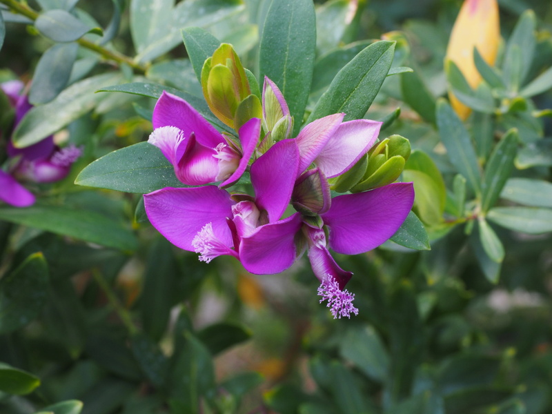 flower, vulnerability, close-up, tree, plant part, polygalaceae, growth, finial greenhouse, leaf, inflorescence, nature, pink color, petal, periwinkle