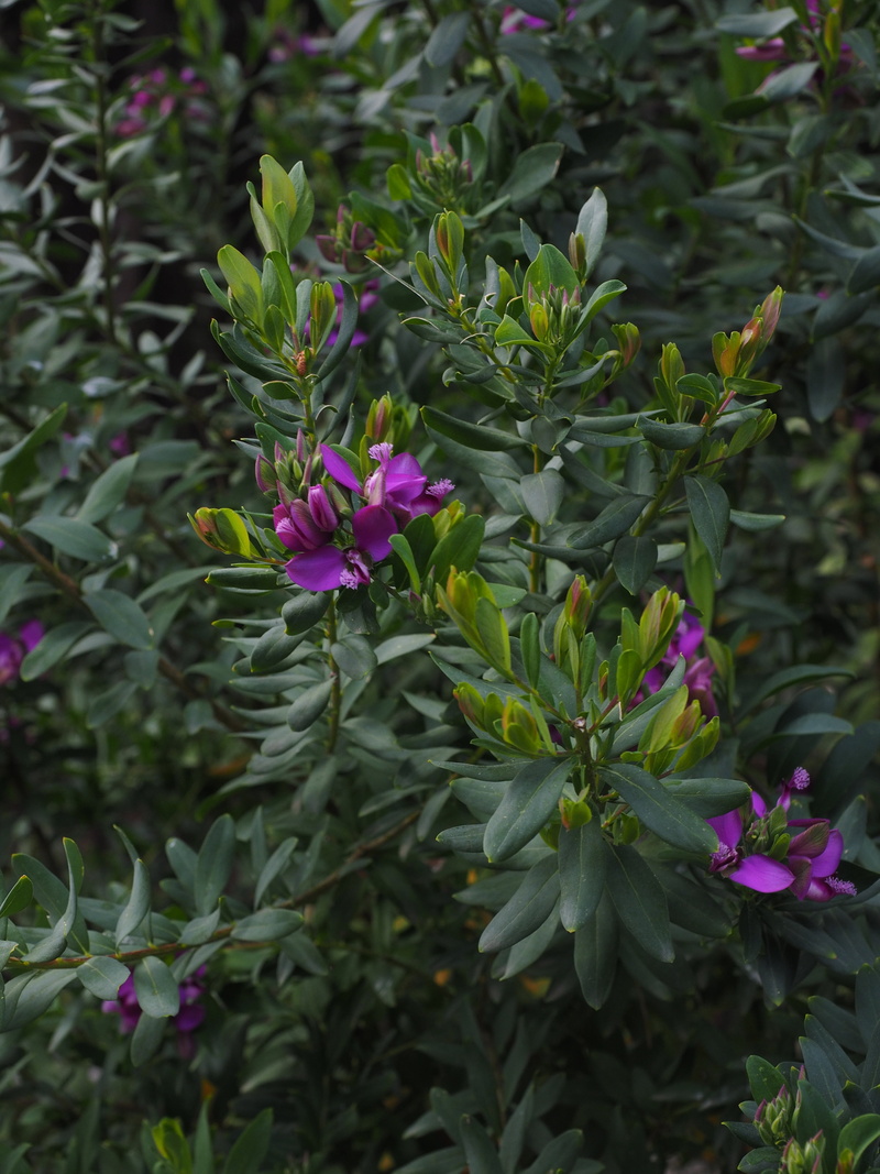 leaf, day, flowering plant, petal, violet, purple, no people, 4K, polygala myrtifolia, polygalaceae, polygala milkwort, inflorescence, green color, growth