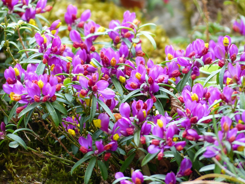 nature, inflorescence, alpine dwarf book, Blossom, leaf, flowering plant, evergreen milkwort, freshness, Polygala Chamaebuxus, spring, large-flowered polygala chamaebuxus