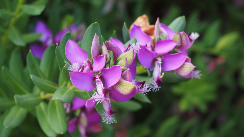 stamen, stamens, neobiota, inflorescence, beauty in nature, 4K, shrub, finial greenhouse, purple, outdoors, springtime, strong pink, dark pink, fransig