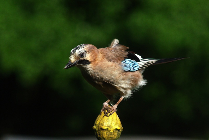 nature, animal wildlife, perched, jay, colorful, yellow, focus, feather, outdoors, day, animals in the wild, finial, full length, spread wings, bird, focus on foreground