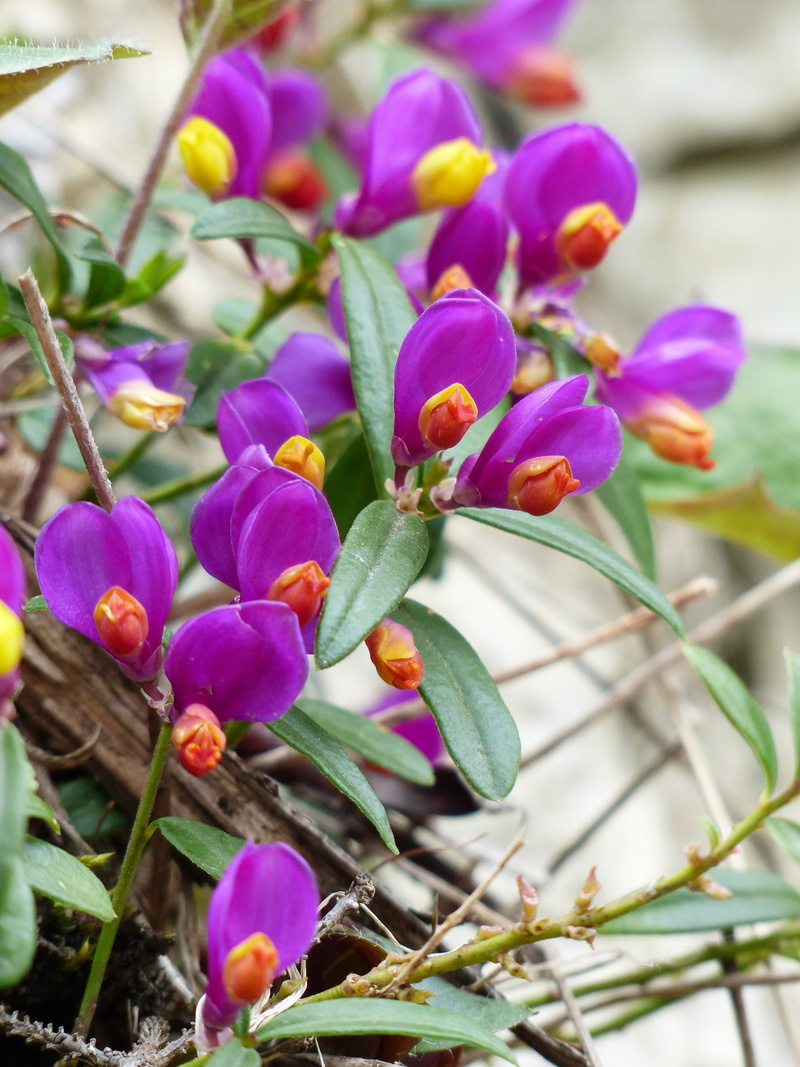 forest myrtle, nature, petal, pink color, evergreen milkwort, polygalaceae, 4K, growth, book-leaved milkwort, purple, paper laminated kreuzblümchen, yellow