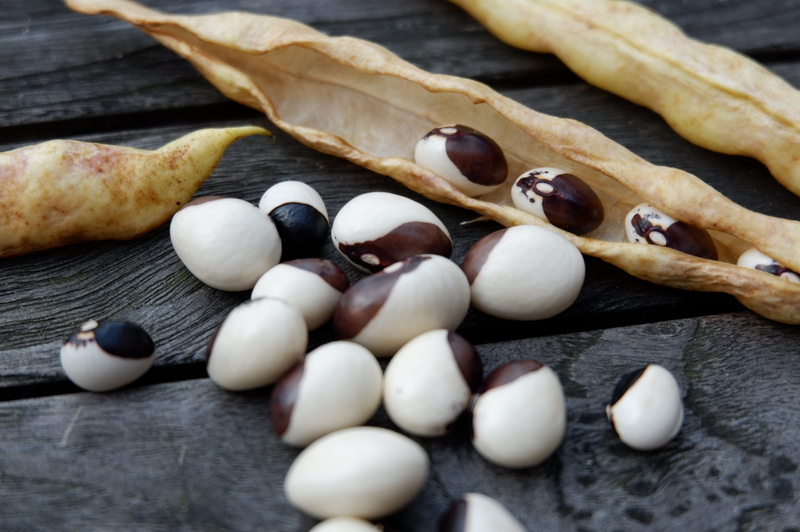 food and drink, garden bean, white, 2K, garden, no people, preparation, bread, snack, selective focus, pole beans, phaseolus, indulgence, bosnian black and white