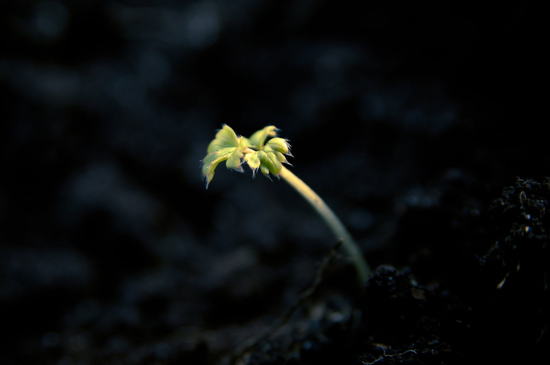 botany, fragility, single Flower, plant, flower head, dark, leaf, season, inflorescence, petal, yellow, no People, outdoors, shoot, flowering plant, beauty In Nature