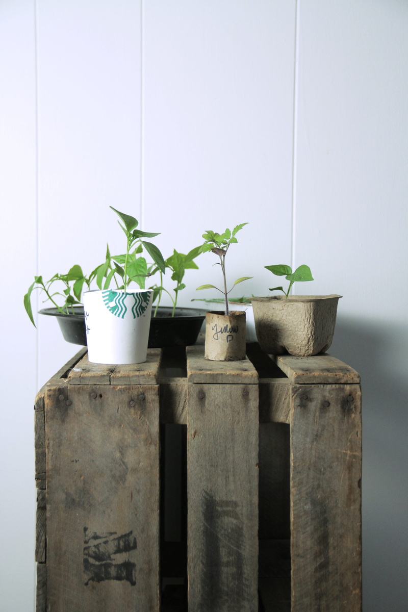 5K, metal, reused, houseplant, containers, wall - building feature, garden, leaf, seedlings, wood - material, green color, potted plant, flower pot, close-up