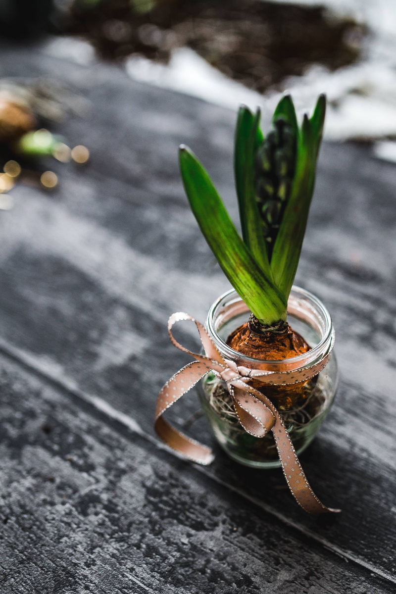 adornment, decoration, freshness, food and drink, close-up, plant part, plant, planting, leaf, small, vegetable, seedling, focus on foreground, jar, container