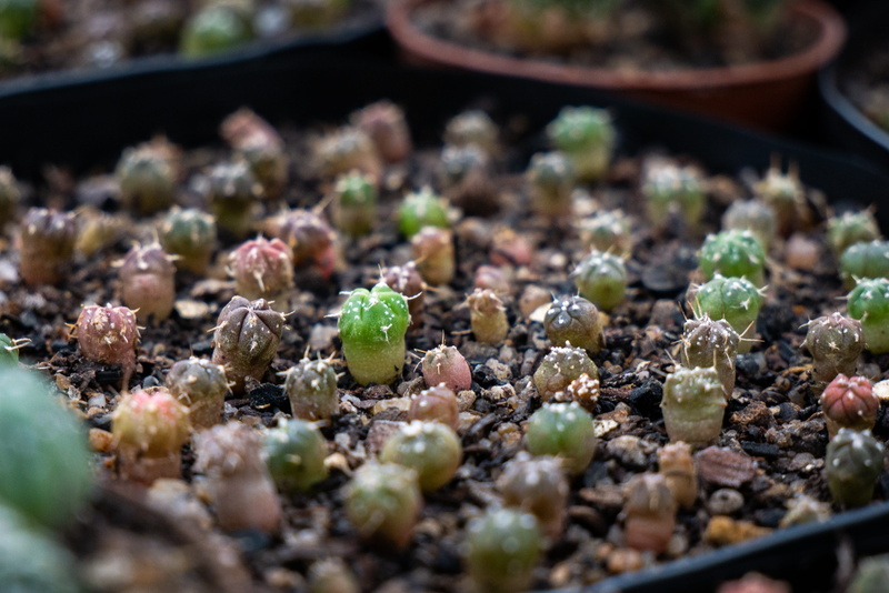 plants, green, tray, abundance, seedlings, cacti, flower pot, gardening, succulent plant, selective focus, healthy eating, growth, container, astrophytum