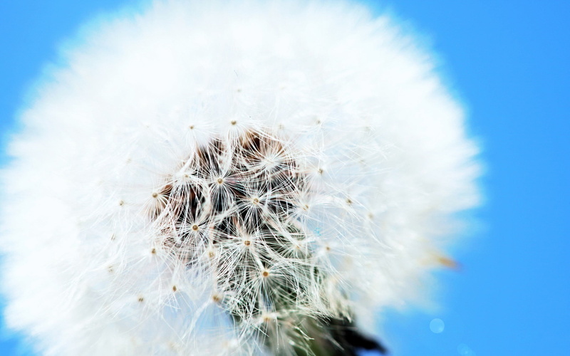 flower Head, freshness, no People, backgrounds, stem, growth, blossom, season, vulnerability, beauty In Nature, plant, white, summer, uncultivated, botany