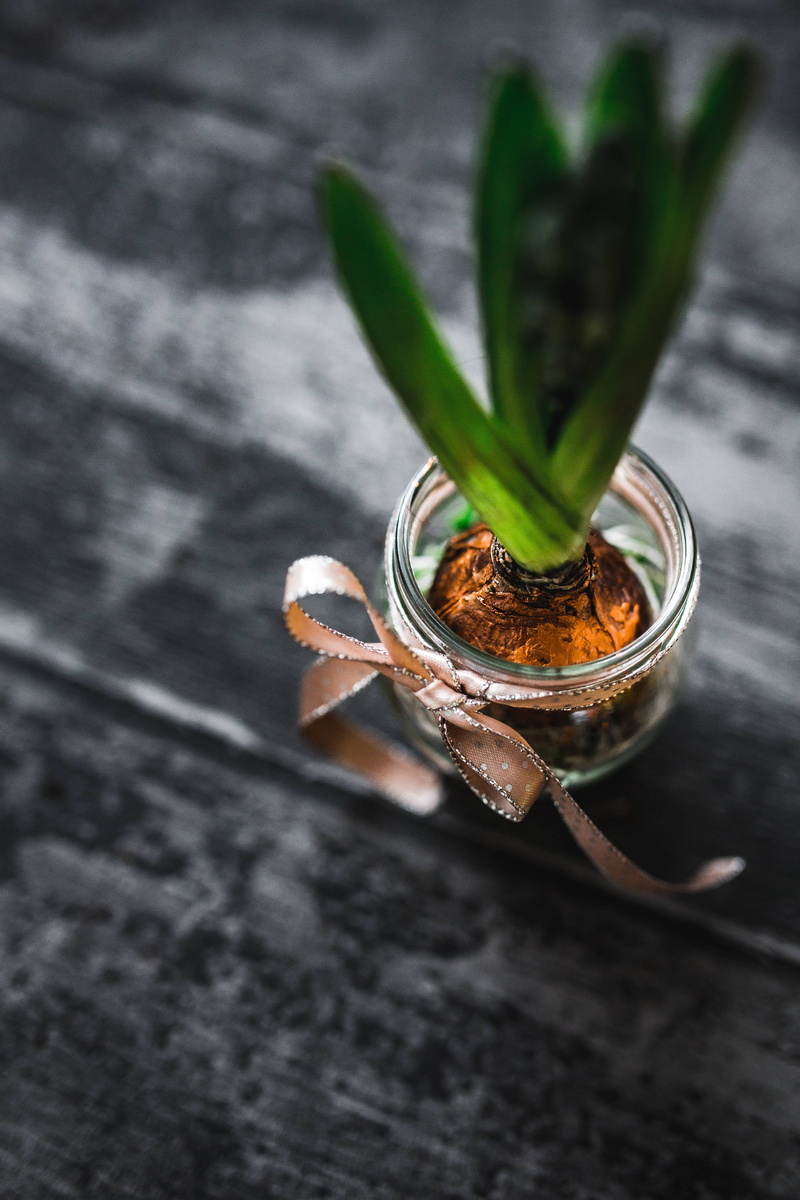 making, indoors, high angle view, planting, jar, plant, small, selective focus, green Color, nature, decoration, no people, focus on foreground, container