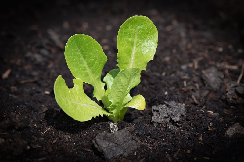 lettuce seedling, edible, field, dirt, leaf, close up, growth, close-up, agriculture, young, gardening, nature, outdoors, in the garden, fresh, plant, horticulture