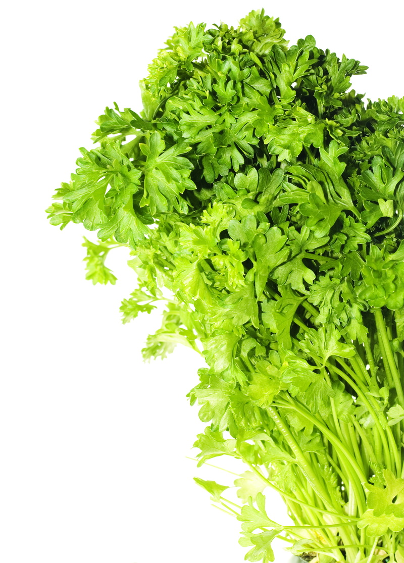 indoors, coriander, floral, flora, freshness, white background, green color, 2K, cut out, studio shot, vegetable, herbal, leaf, herb, botany, growing