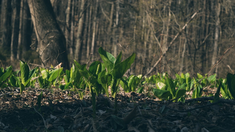 tree trunk, 4K, no people, leaf, plant part, nature, ground, day, focus on foreground, selective focus, growth, outdoors, field, forest, tree, beauty in nature