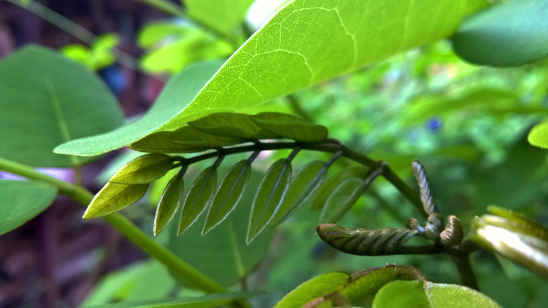 landscape, outdoors, freshness, trees, close-up, growth, tree, focus on foreground, food and drink, healthy eating, no people, day, branch, fruit, Sri Lanka
