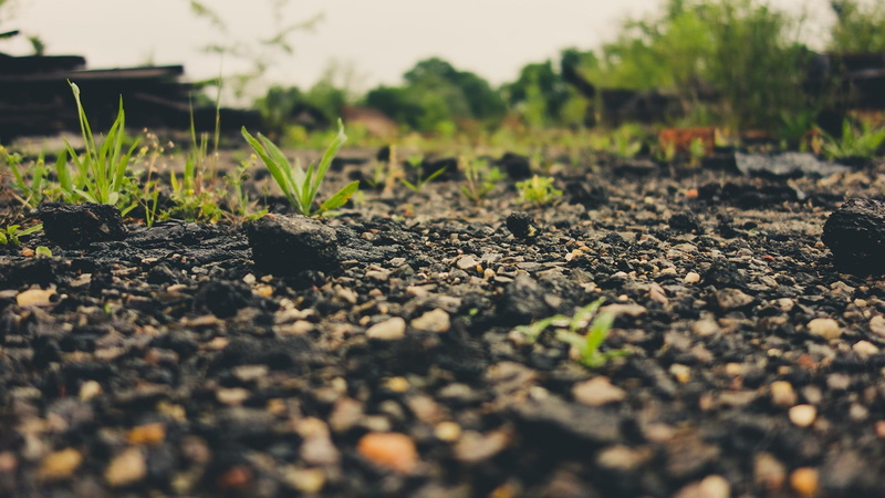 field, nature, seedling, close-up, growth, green color, 1080P, day, plantation, dirt, beauty in nature, small, no people, planting, land, gardening, green