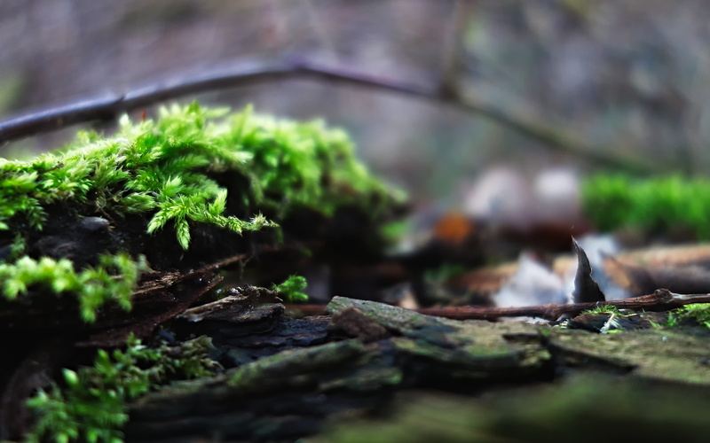moss, forest floor, nature, day, surface level, fragility, tree, tranquility, growth, vulnerability, 4K, beginnings, close-up, macro, selective focus