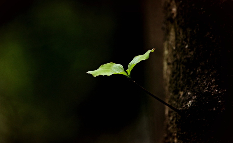 plant part, flowering plant, outdoors, nature, Life, flower, freshness, Tree, Dark, seedling, himi, day, growth, selective focus, no people, green color