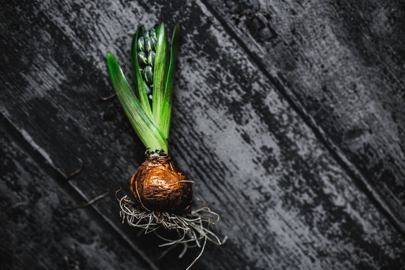 organic, ornament, no people, seedling, 5K, outdoors, plant part, high angle view, green color, adornment, healthy Eating, wall - building feature, food and drink